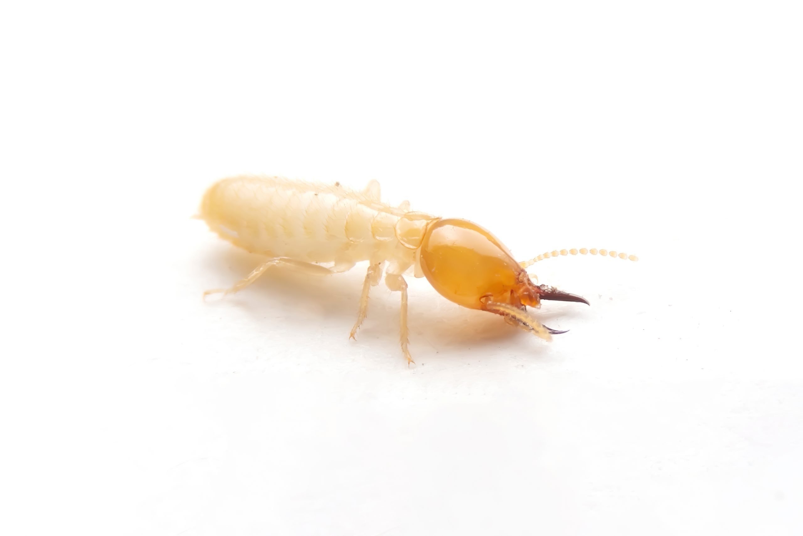 Termite Inspection Sydney